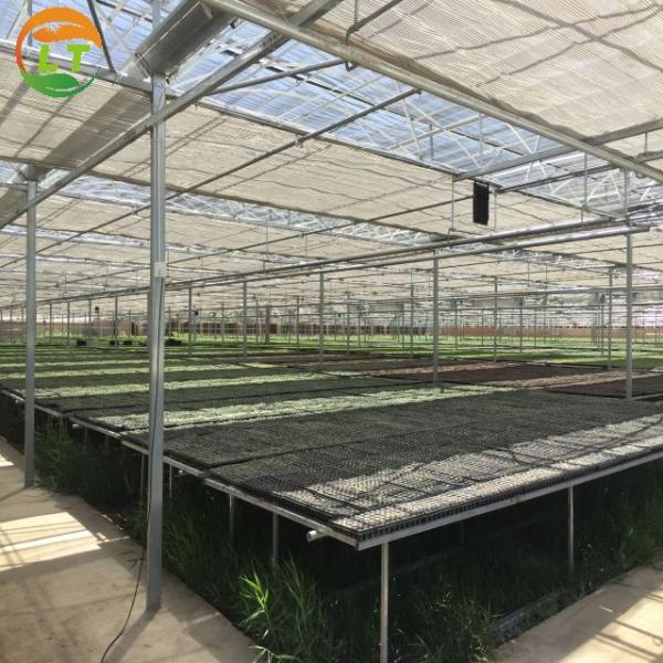Multi-Span Agricultural Greenhouses with Hot Galvanized Steel Transparent Solar Panels