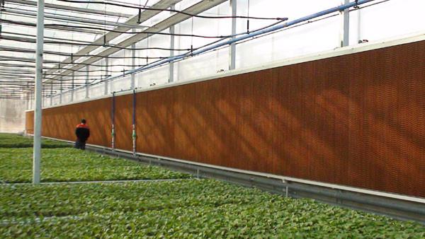 Poultry cooling pad  Greenhouse fan Egypt, Bangladesh,  South Africa, Saudi Arabia and Sud