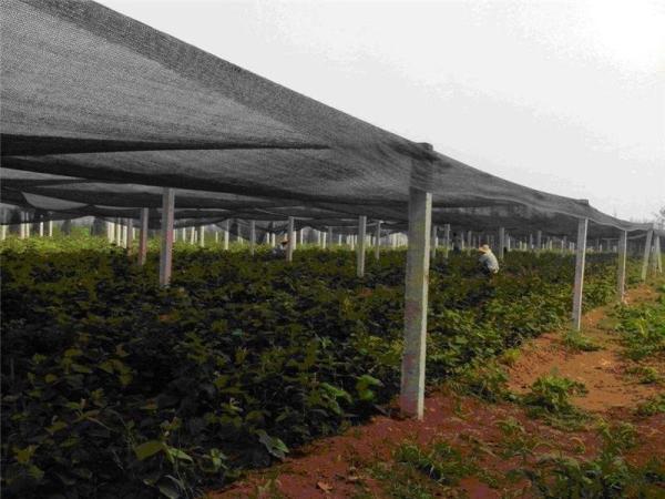 barreira 50% plástica larga 300gsm Sun Mesh Sunblock Shade Cloth da erva daninha de 0.4m