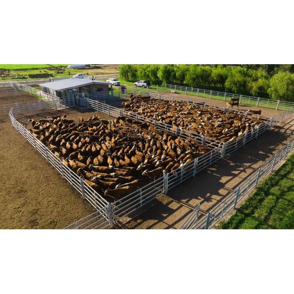 Hot Dipped Galvanized Livestock Sheep Fence Panel 12 Foot Australia Standard