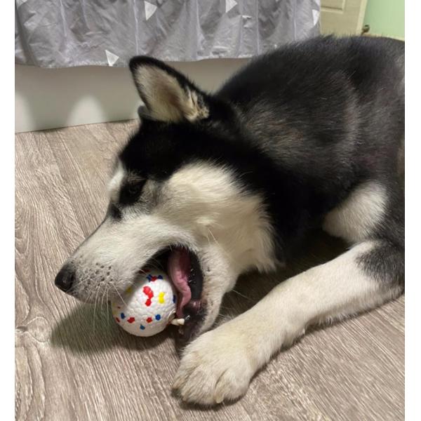 Dog Chew Toy ETPU Solid Ball Interactive   for Pet Toys and  Accessories