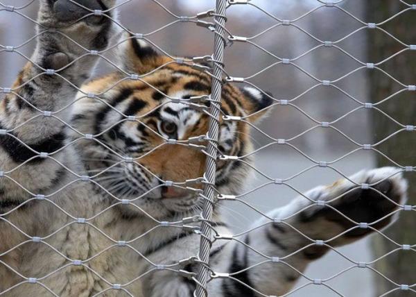 猿のトラの動物園1.2mm 7 x 7動物のエンクロージャの網