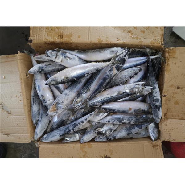 Scomber Japonicus под 18 скумбрией степени 300g свежей замороженной