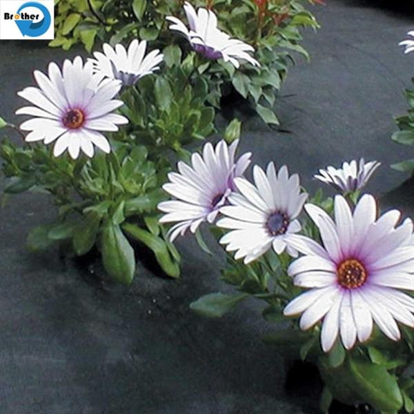 Agricultural Plastic PP Woven Ground Cover Plastic Weed Control Mat Landscape Fabric for Sale