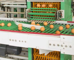 Commercial Poultry Cage System Featuring Durable Plastic Feed Pan