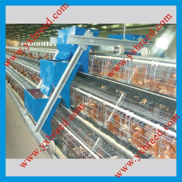 Equipamento quente das aves domésticas da camada da gaiola da galinha da camada da galvanização