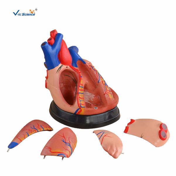 CE Vic Science Middle Heart Human Anatomical Model Teachers Doctor Using