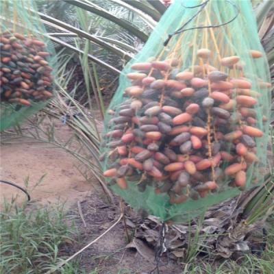 Saco de rede anti-insectos verde livre para a agricultura Cobertura e proteção de palmeiras de tâmaras