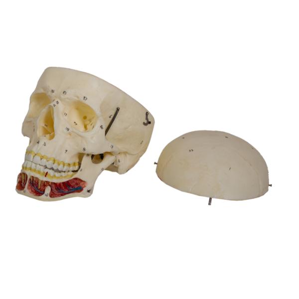 Adult Skull Model With Nerve And Artery For Medical School Training