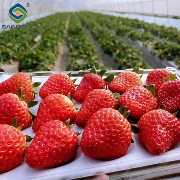 Efficient Strawberry Plant Greenhouse Easy To Install High Performance