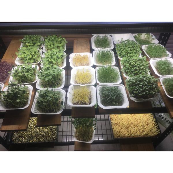 Fcc 4 Foot Full Spectrum Led Grow Light Bulbs Commercial Greenhouse Led Grow Lights