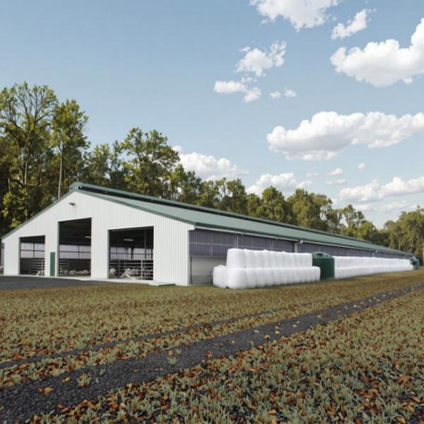 0.4mm-0.6mm Sheet Steel Structure Cow Shed Barn Dairy Barns Anti Earthquakes