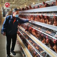 Un type couleur argentée de batterie de poulet de système galvanisé à chaud de cage