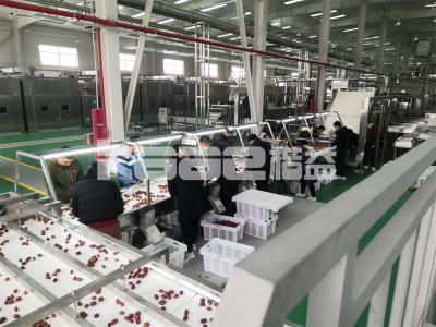 Hot Dehydrator Food Drying Machine To Make Dried Fruit Conveyor Belt Dryer Fish Meat Jerky