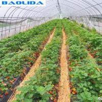 Structure simple développée par serre chaude galvanisée de fraises de cadre en acier