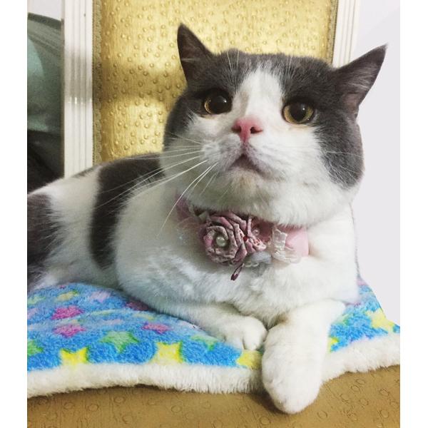 Сладкие изготовленные на заказ воротники любимца/персонализированный воротник кота цветка подгоняли логотип