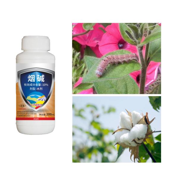 10% Insecticida de ácaros orgânicos para plantas comestíveis