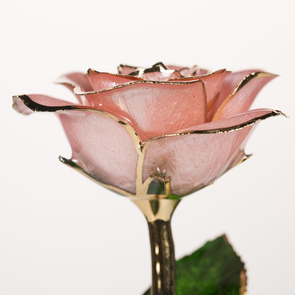 Wholesale Real Rose Dipped 24k Gold  Preserved Fresh Flower Peach pink Everlasting Rose for Valentine's Day, Birthday Gifts
