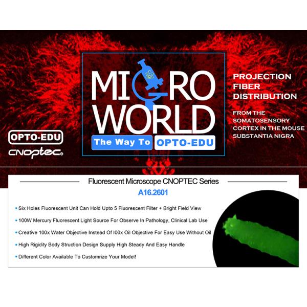 Microscopio de fluorescencia fijo partido A16.2601 de la luz de la precisión binocular/Trinocular
