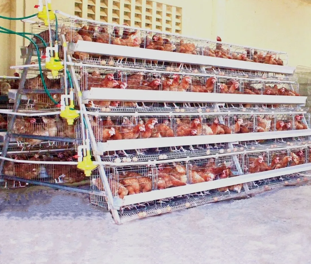Automatic Poultry Feeding System for Smart Farming - Labor-Saving and Customizable Chicken Feeding Equipment