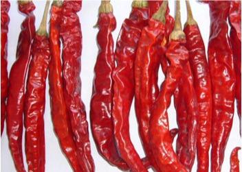 Chilis secado Erjingtiao Stemless esterilizou os pimentões inteiros pungentes