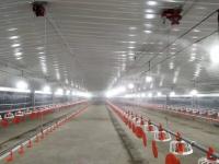 Galvanized Prefabricated Commercial Chicken Houses Fireproof Steel Warehouse Design