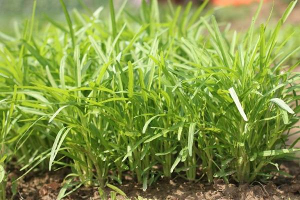 Yellow Green lance leaf water spinach seeds in Prostrate type