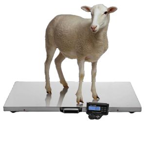Balance personnalisable de poids pour animaux en acier au carbone 500 kg Capacité maximale 1100 LBS 0,1 kg Précision pour la mesure du poids du bétail