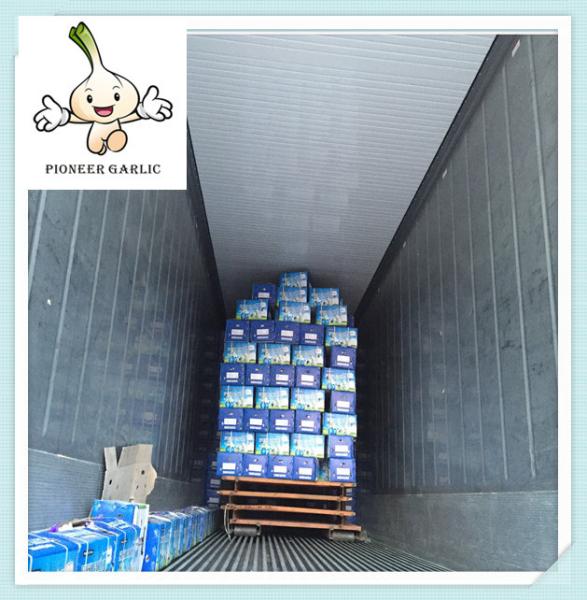 2016 New Design new model fresh normal white garlic new crop sell fresh garlic
