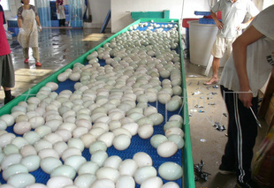 Equipo de panadería con torre de enfriamiento en espiral de plástico y acero inoxidable