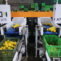 SS304 Machine de tri en orange pour l'élévation des agrumes Traitement du travail de remplacement Valeur ajoutée