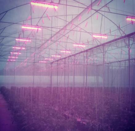 Зеленый приведенный дом ЭТЛ ИП67 200в растет свет, водоустойчивая светлая Адвокатура приведенная для заводов