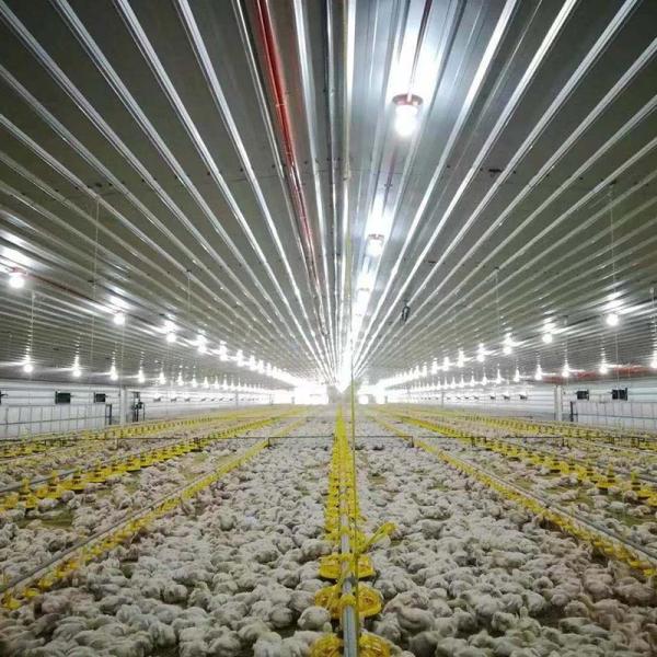Golden Supplier Broiler Feed Pan For Chicken House
