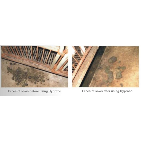 Hyprobo Compound Animal Essentials Probiotic For Breeding Pig