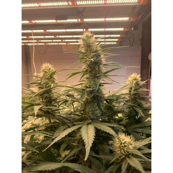 СИД инфракрасн 1000W полного спектра УЛЬТРАФИОЛЕТОВОЕ растет светлым для парника