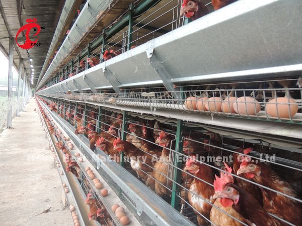 Frío automático de la jaula de las aves de corral de la batería galvanizado para poner pollos en iris del mercado de África