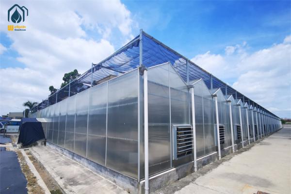 Rust Resistant Polycarbonate Greenhouses For Herb Cultivation And Hydroponics System