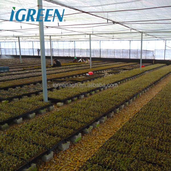 Large Multi-Span PE Film Greenhouse with Single Layer for Hydroponic Tomato Plant Growth