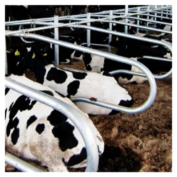 амбар стойла 200cm свободный гальванизированный вокруг трубки и трубы Stell для коровы