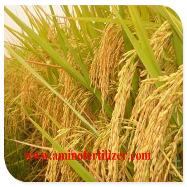 PH4-6 colhe o adubo do ácido aminado de 25% para plantas