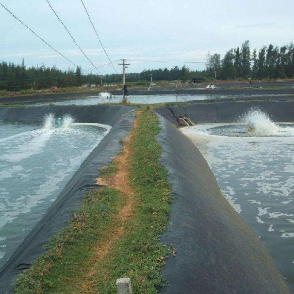 High Density Polyethylene EVA Geomembrane for Fish Pond Landfill Site and Sewage Tank