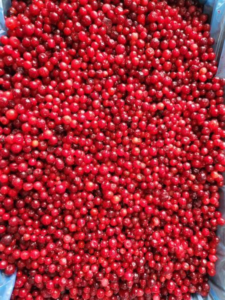 Find the Perfect Frozen Fruit for Your Business at Frozen Fruit Lingonberry