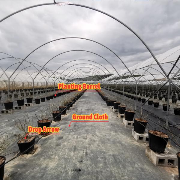 Large Multi-Span Rain Shelter Greenhouse with PE Film Covering and Hot Galvanized Steel Frame