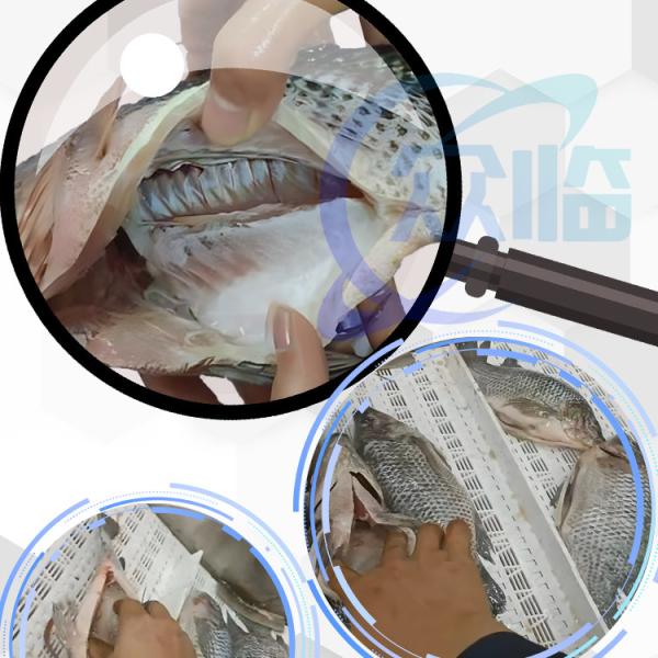 Fish cleaning belly back opening cutting machine killing fish descaling machine Stainless steel 304 fish processing equi