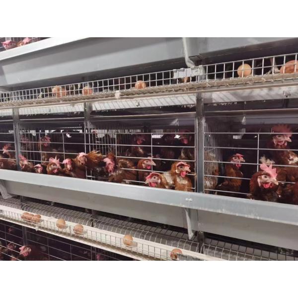 Galvanized Poultry Farm Battery Egg Layer Chicken Cage