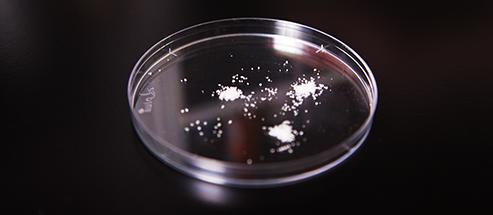 Белый химикат обработки сточных водов порошка ACH-01 алюминиевый Chlorohydrate