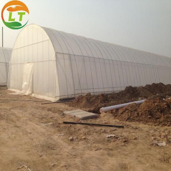 Single-Span Film Tunnels Greenhouse for Agriculture Width 6m/8m/10m/12m/Customized Color