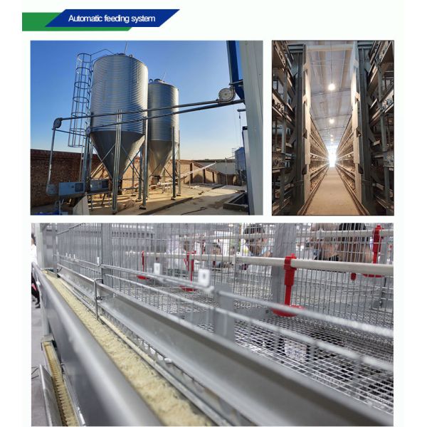 Automatic Poultry Equipment with Hot-dip Galvanized Steel for 50-Year Service Life and Customized Dimensions