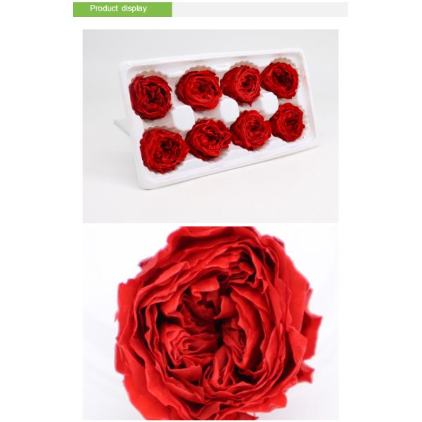 4-5cm Austin Flower Rose Head Preserved Long Lasting Eternal Rose For Wedding Decoration
