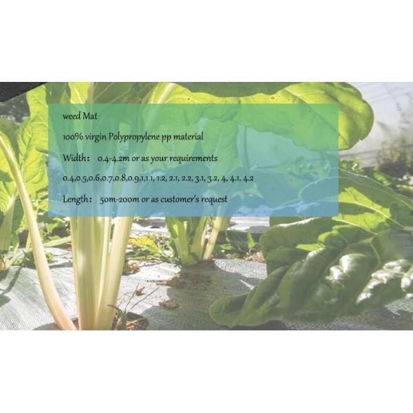 PP with UV High Permeability Black And Green Weed Control Mat Woven Roving Agricultural